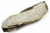 Fossil Tyrannosaur (T rex) Bone Section - Wyoming #353583-3